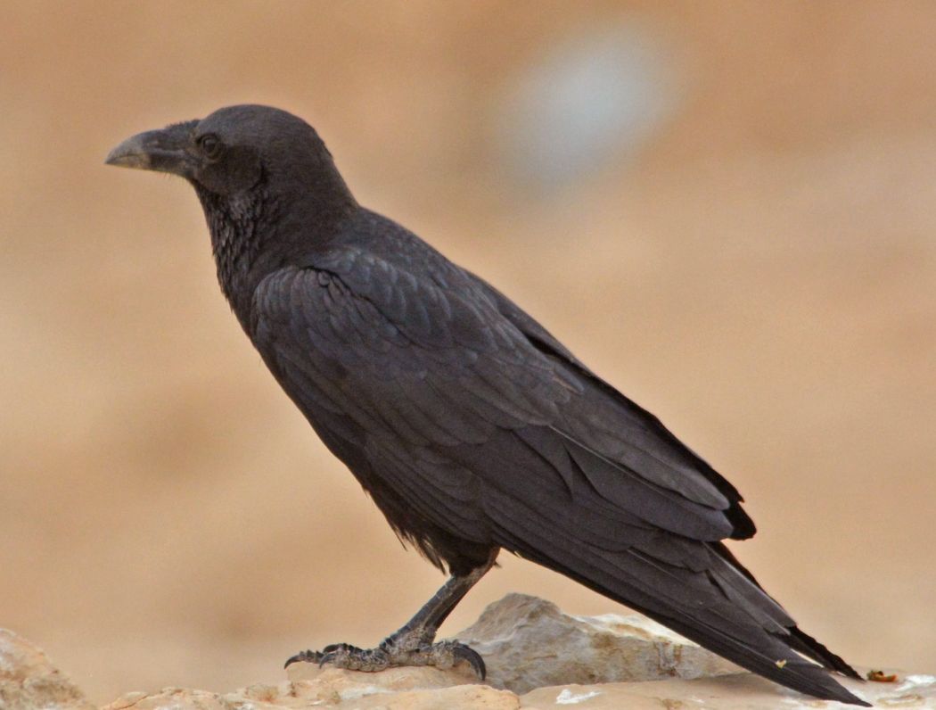 Fan-tailed Raven