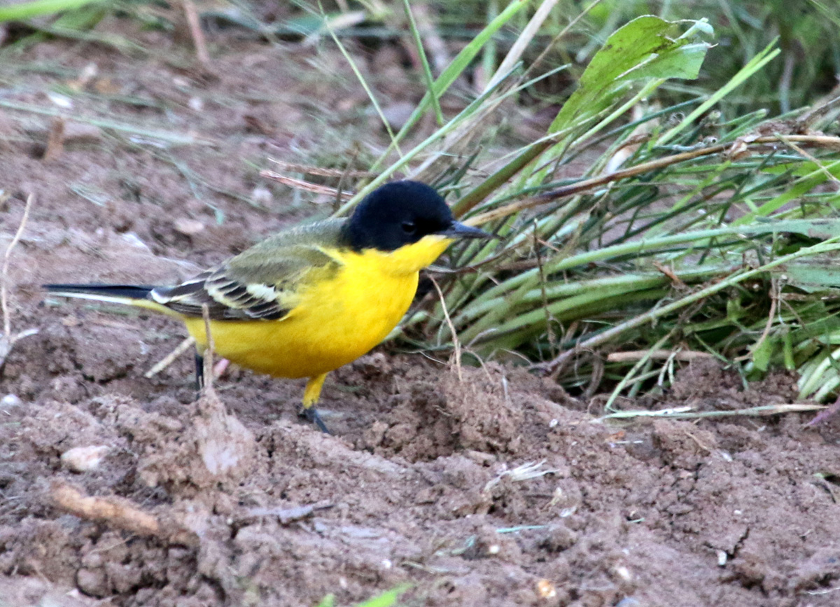 Western Yellow Wagtail
