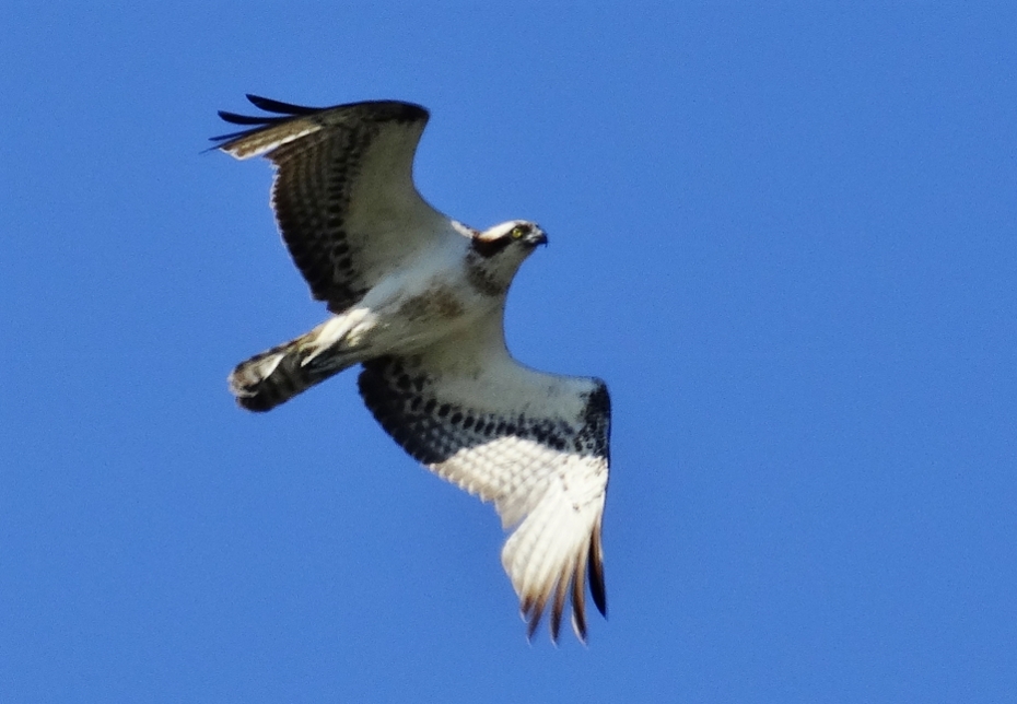 Osprey