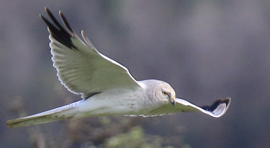 Pallid Harrier
