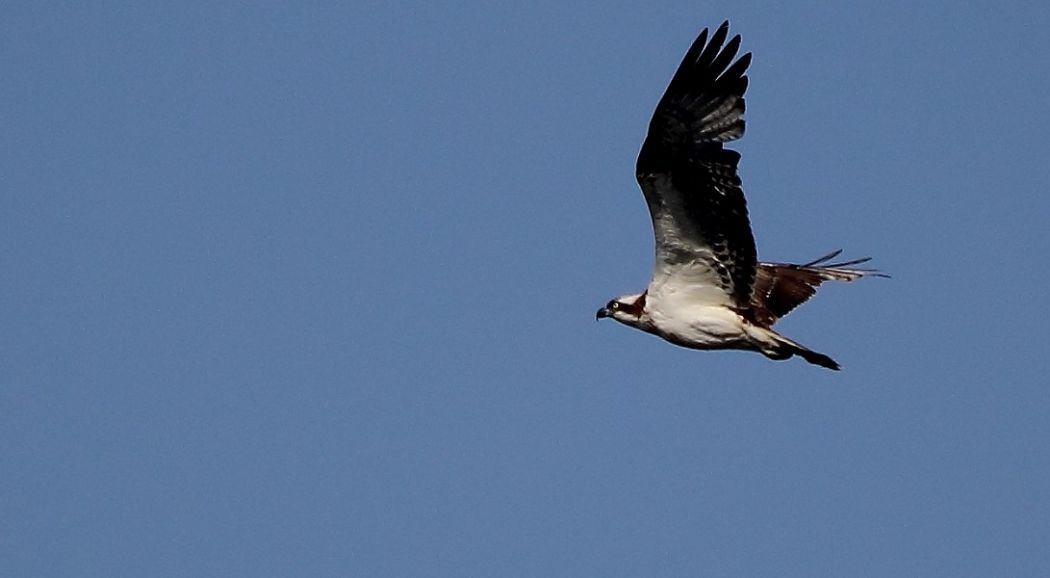 Osprey