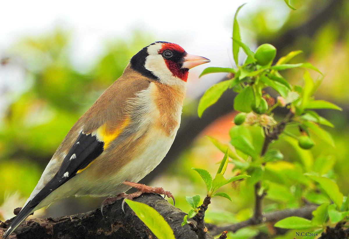 European Goldfinch