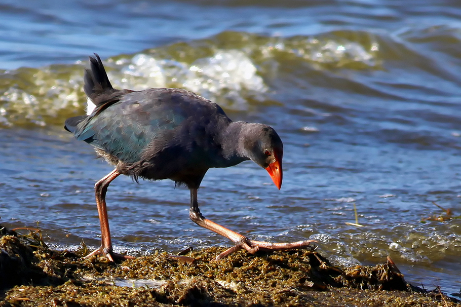 Grey-headed Swamphen