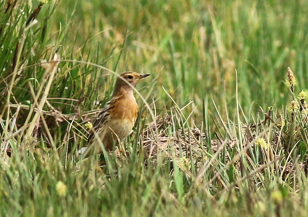 Red-throated Pipit