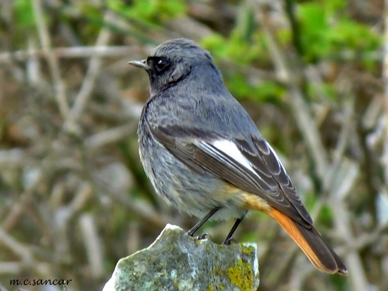Black Redstart