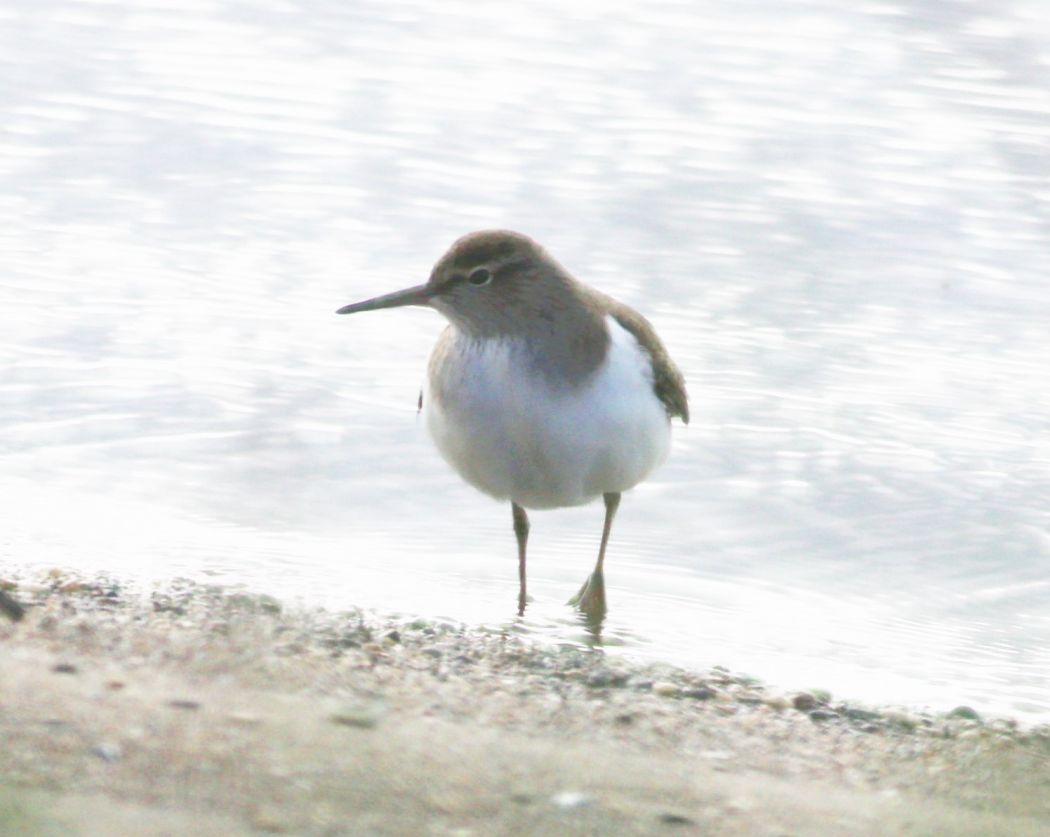 Common Sandpiper