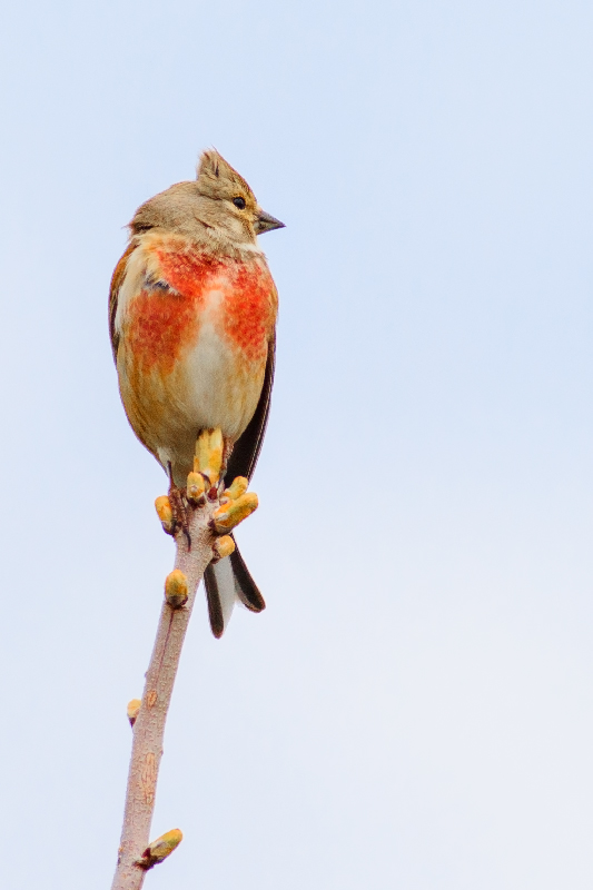Common Linnet