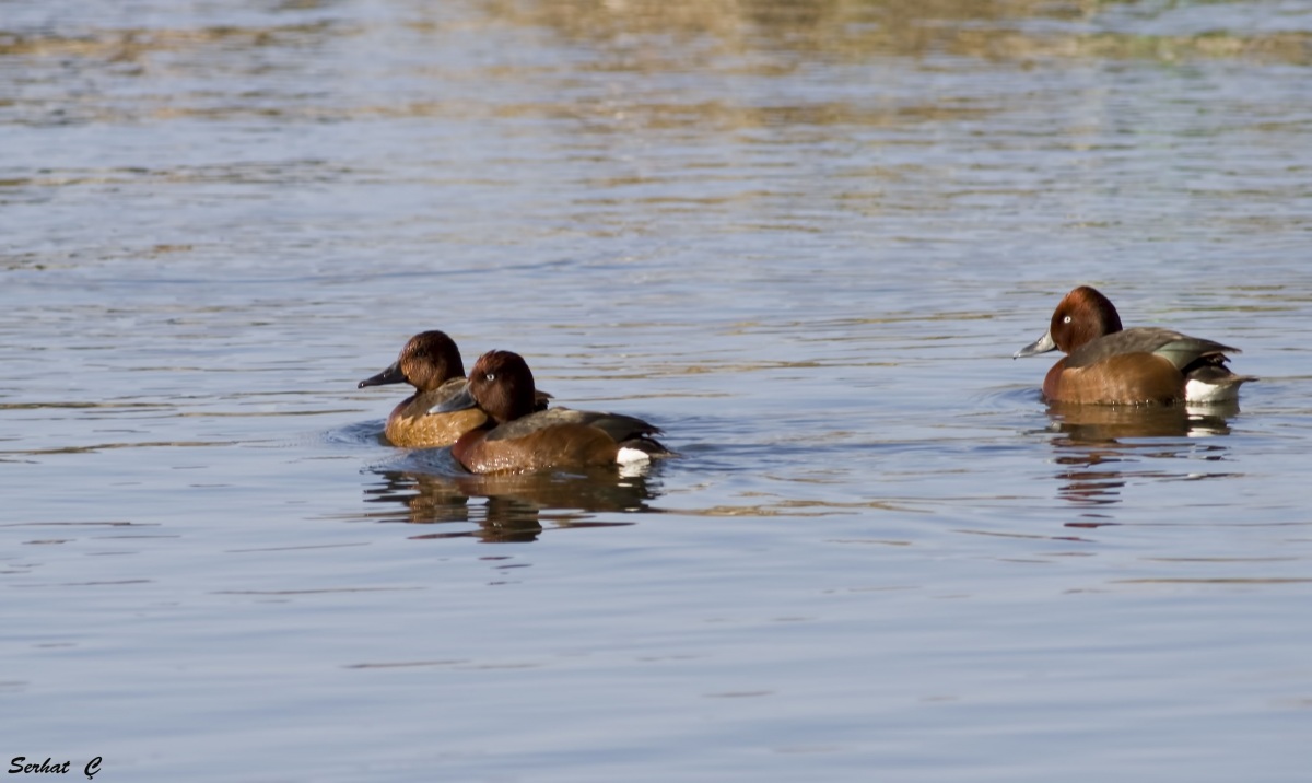 Ferruginous Duck