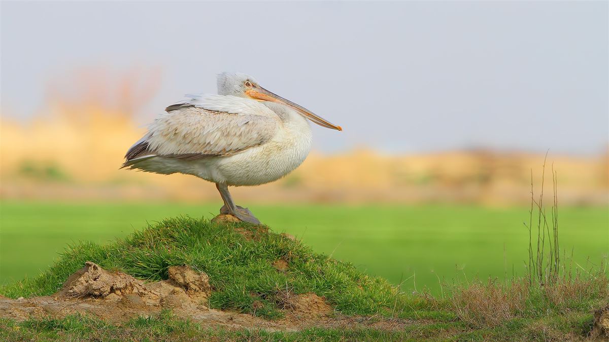 Dalmatian Pelican