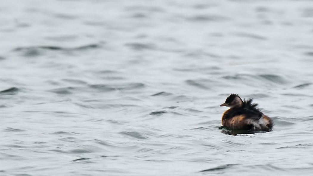 Little Grebe
