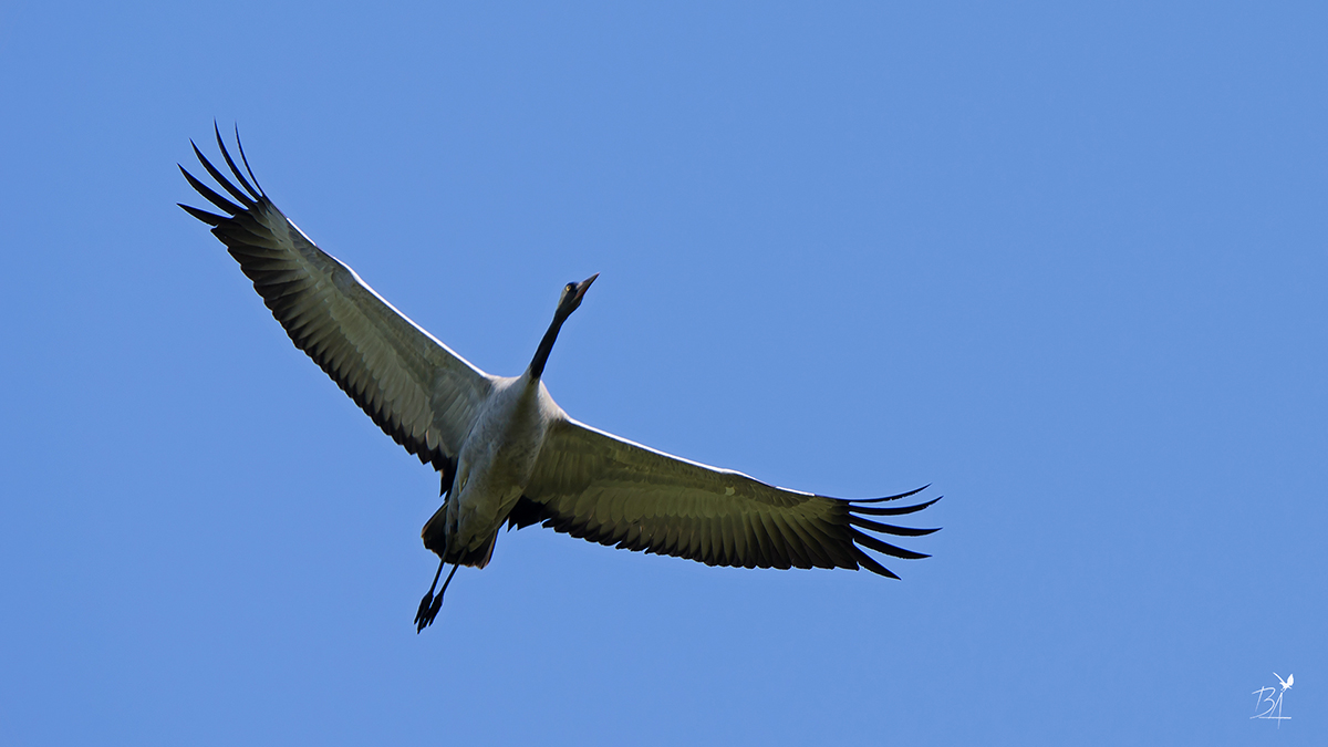 Common Crane