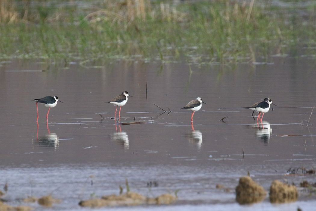 Black-winged Stilt