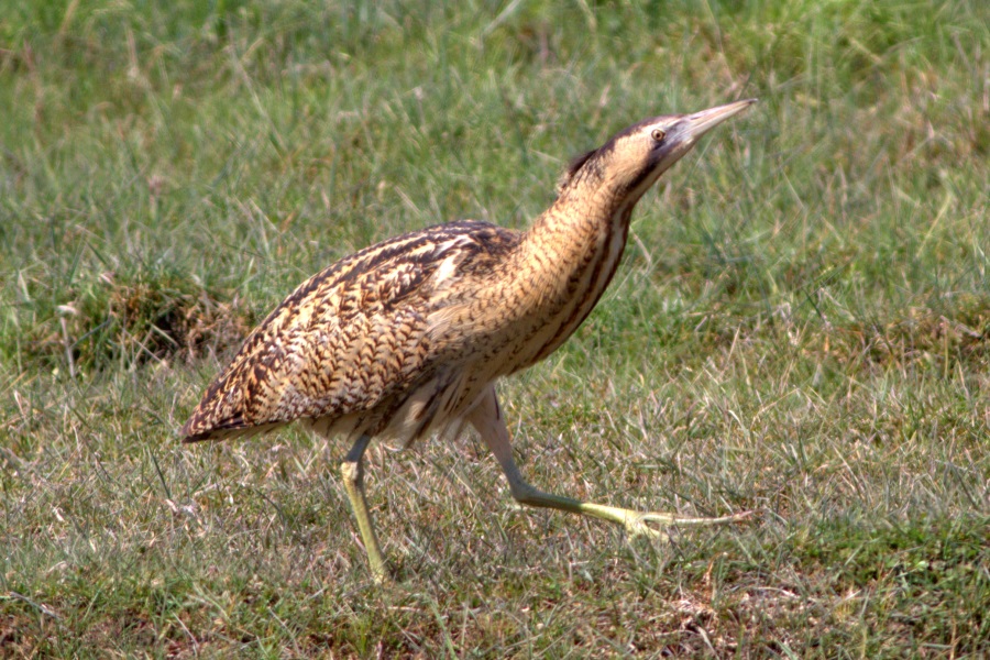 Eurasian Bittern