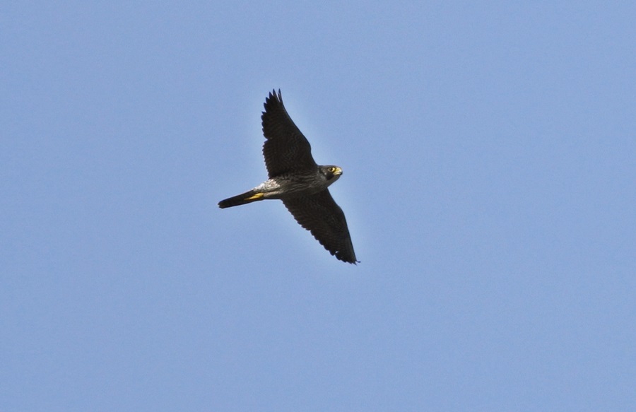 Peregrine Falcon