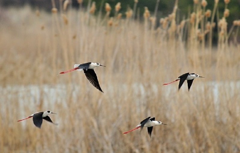 Black-winged Stilt