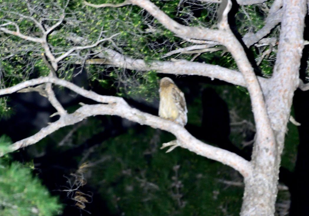 Brown Fish Owl