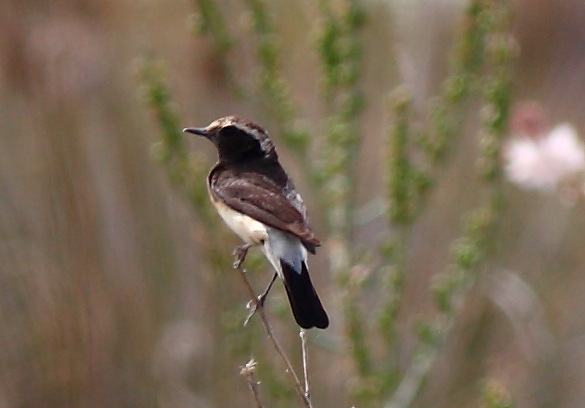 Cyprus Wheatear