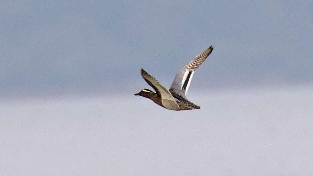 Garganey