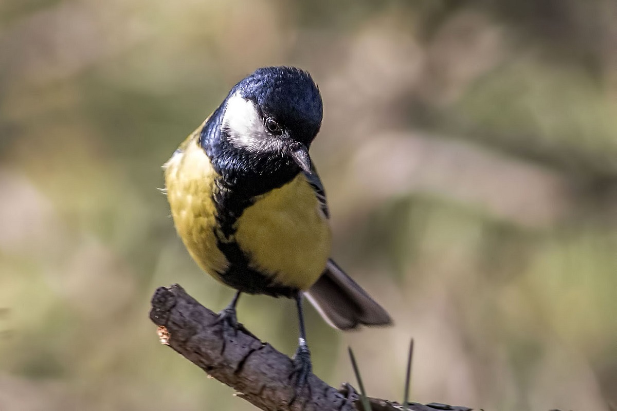 Great Tit