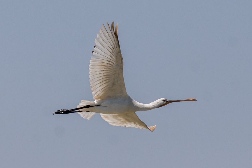 Eurasian Spoonbill