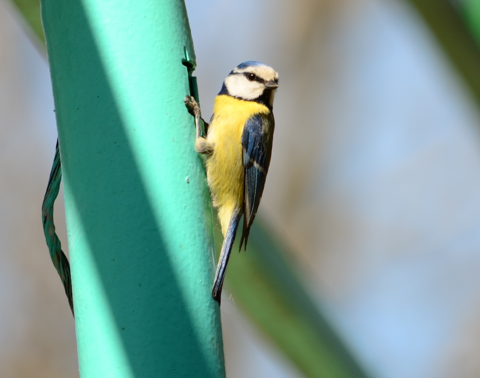Eurasian Blue Tit