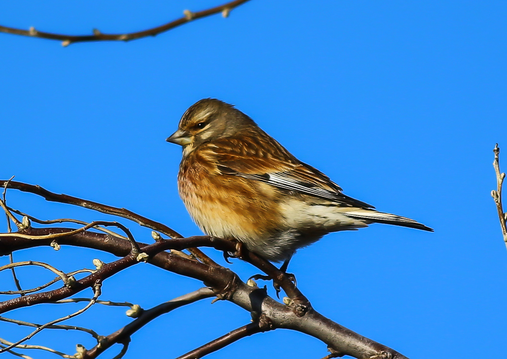 Common Linnet