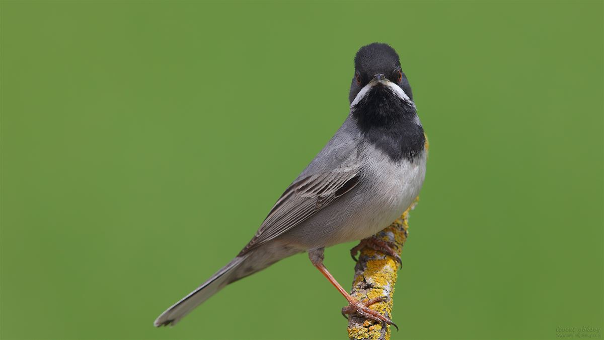 Rüppell`s Warbler