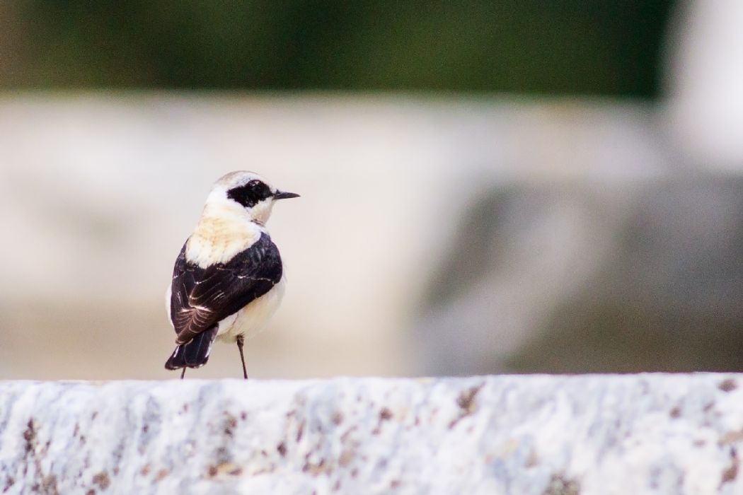 Black-eared Wheatear