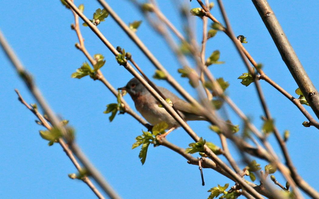 Subalpine Warbler