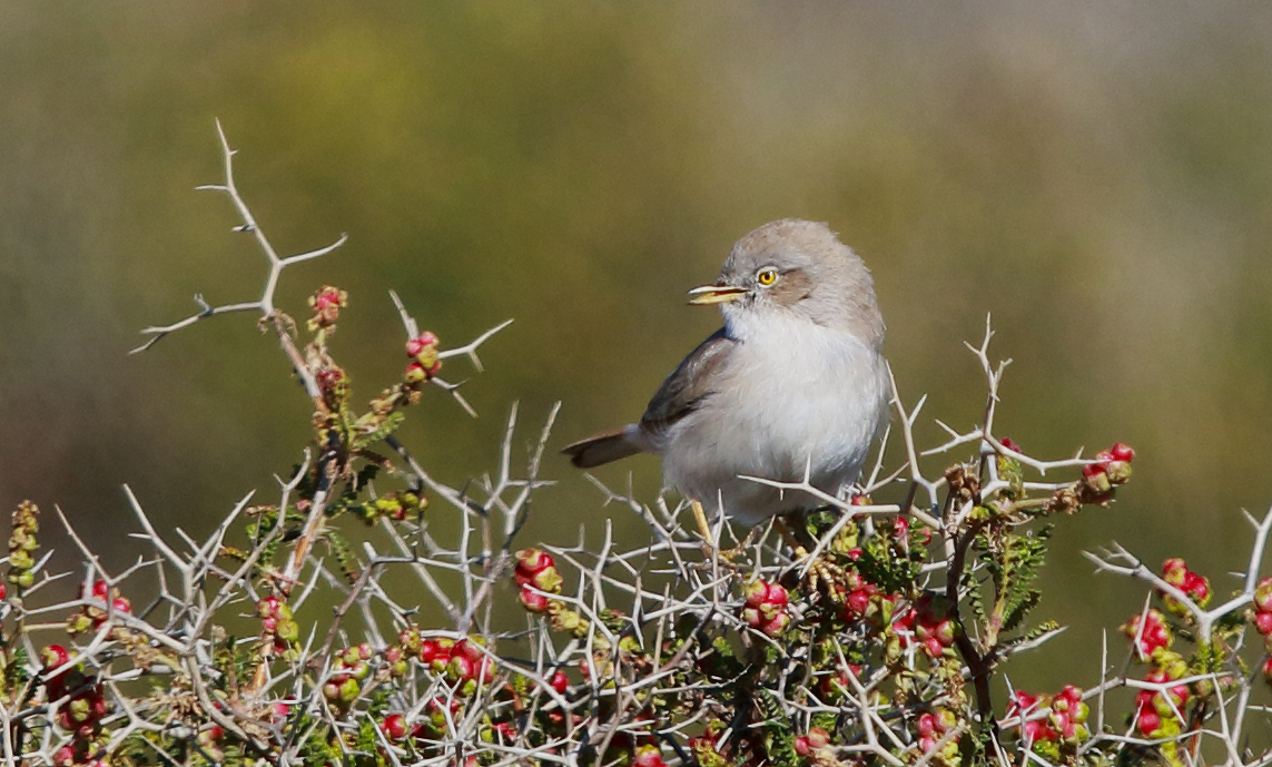 Asian Desert Warbler