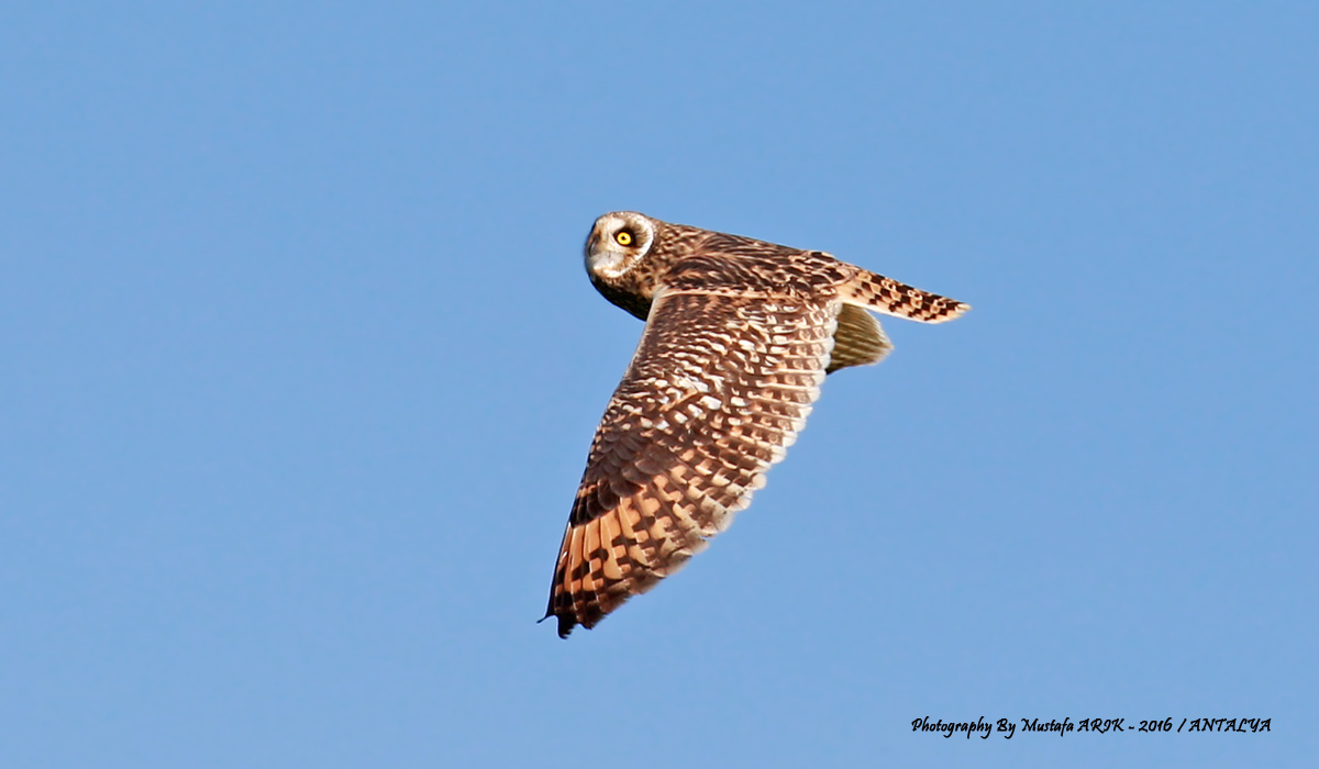 Short-eared Owl