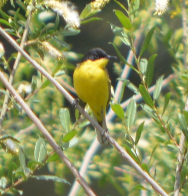 Western Yellow Wagtail