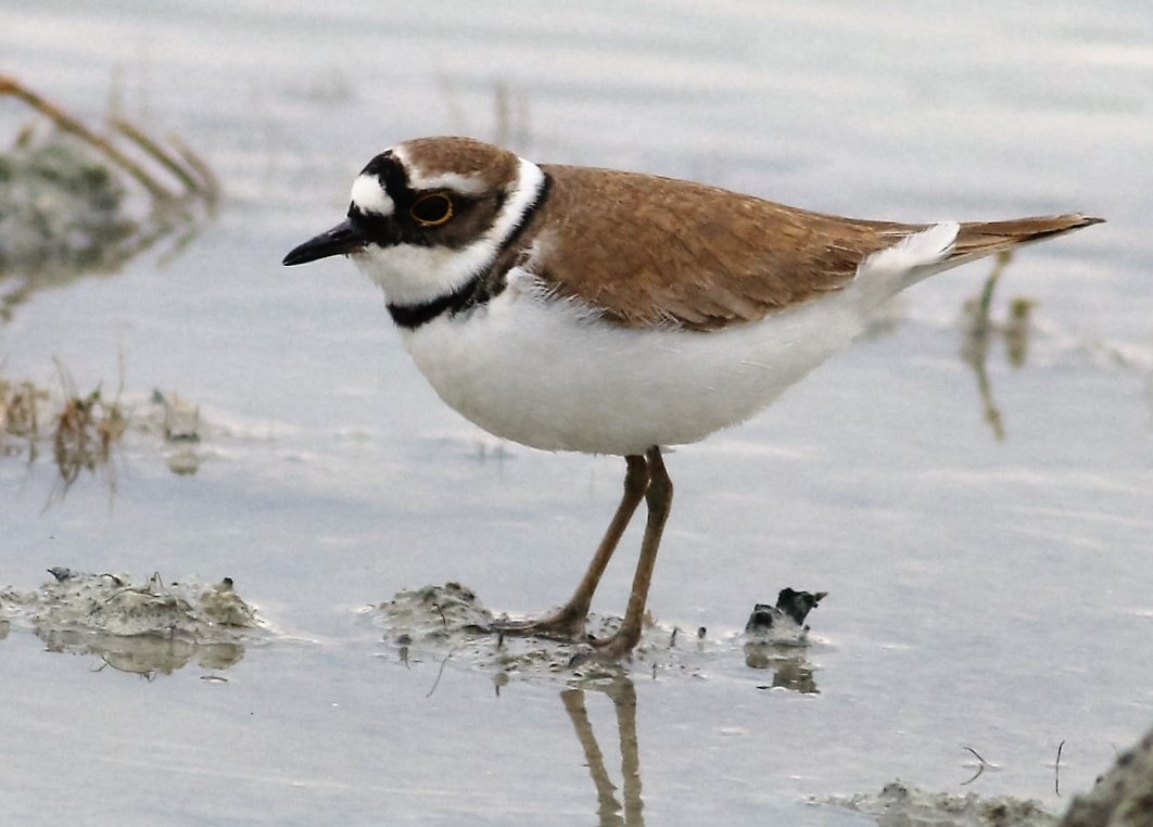 Little Ringed Plover