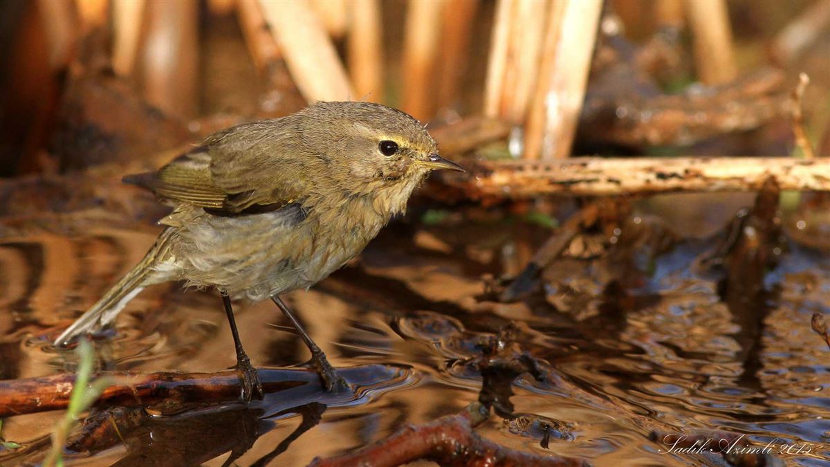 Common Chiffchaff