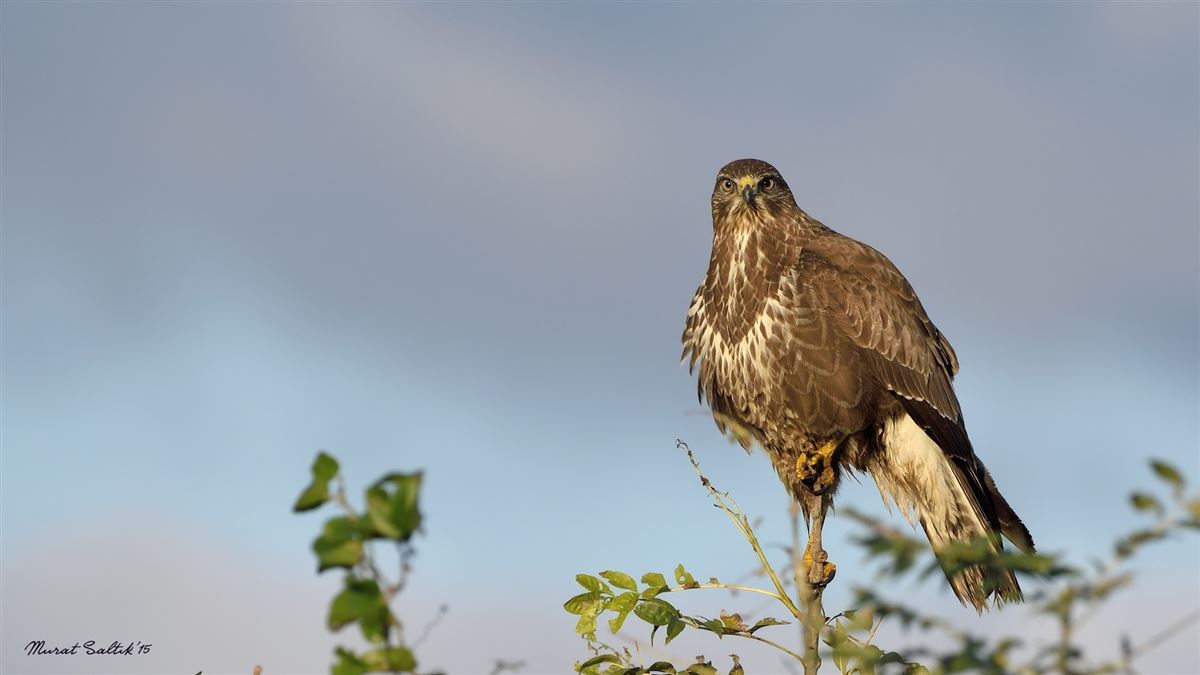 Common Buzzard