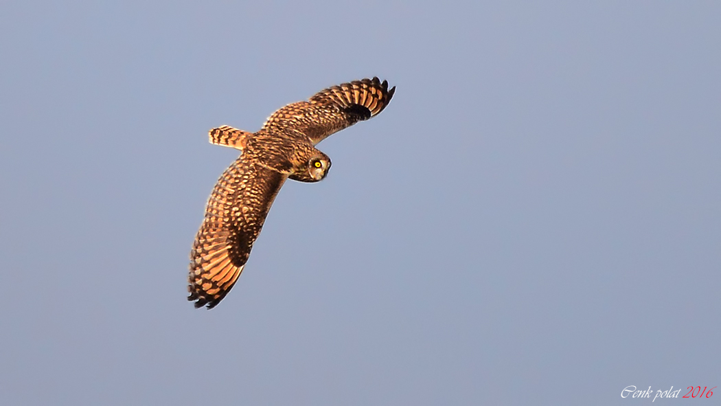 Short-eared Owl