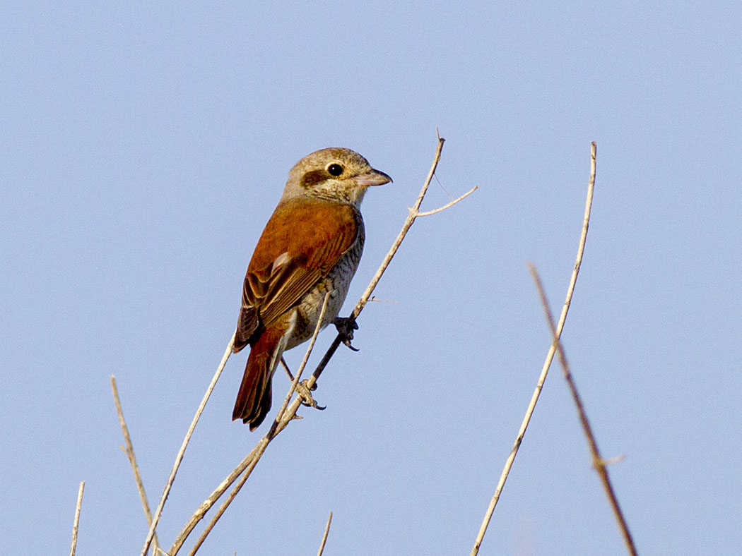 Red-backed Shrike