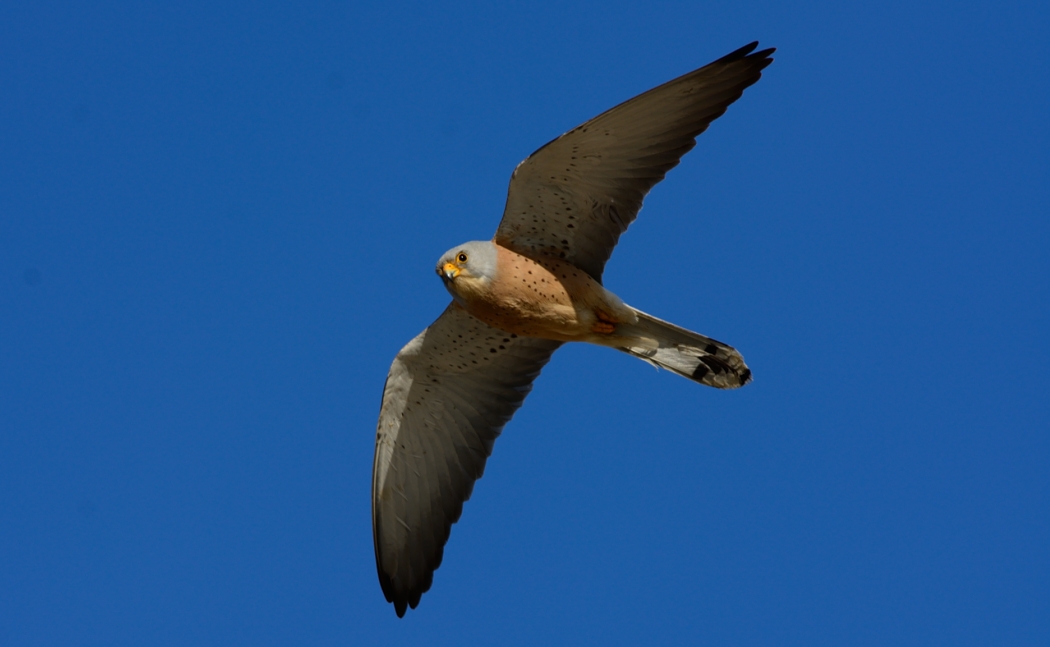 Lesser Kestrel