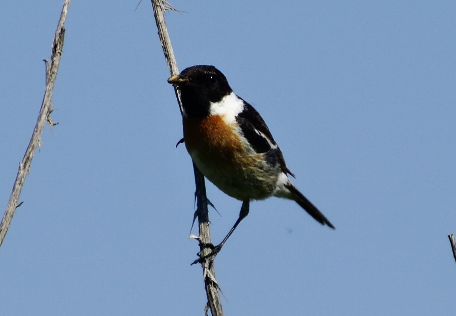 Siberian Stonechat