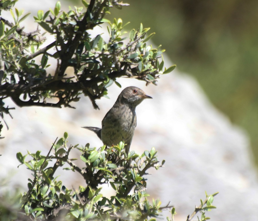 Cyprus Warbler