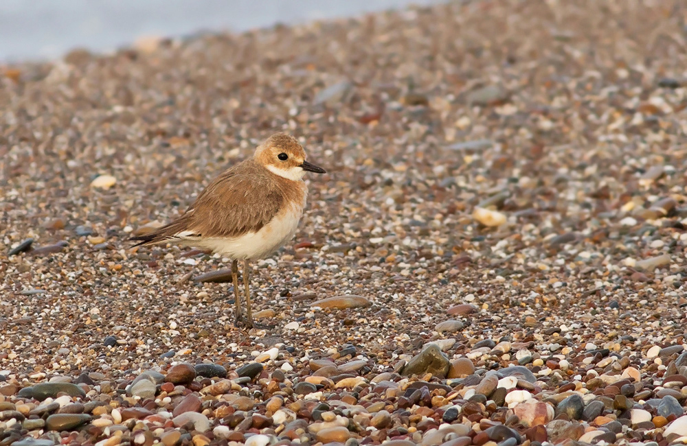 Greater Sand Plover