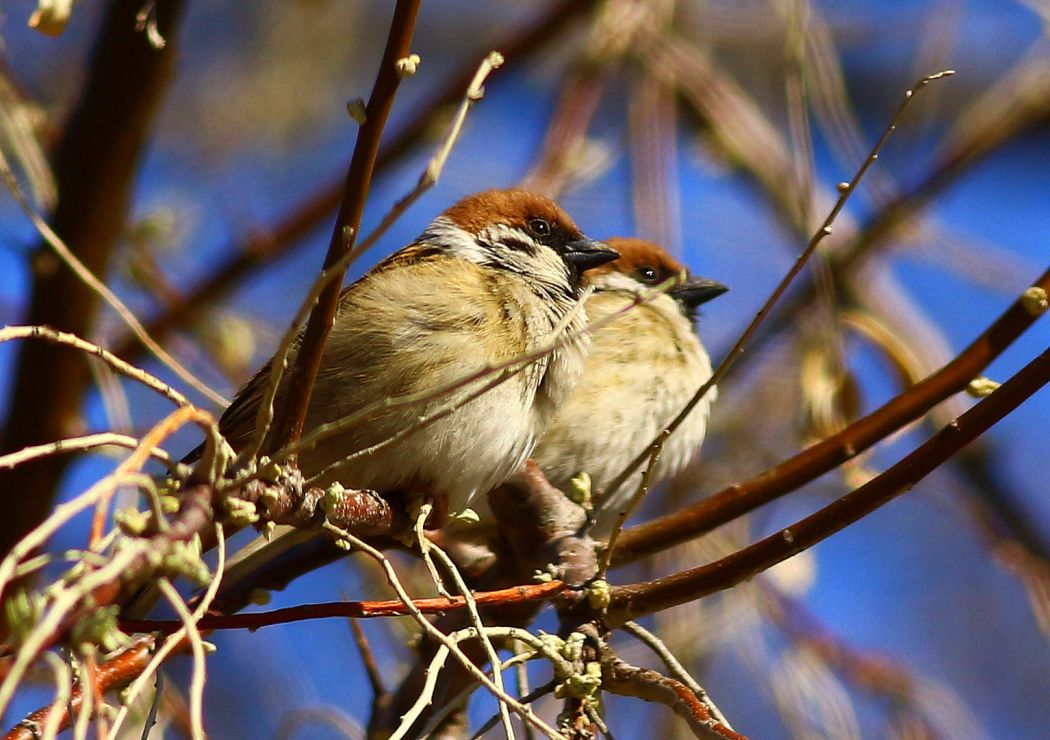 Eurasian Tree Sparrow