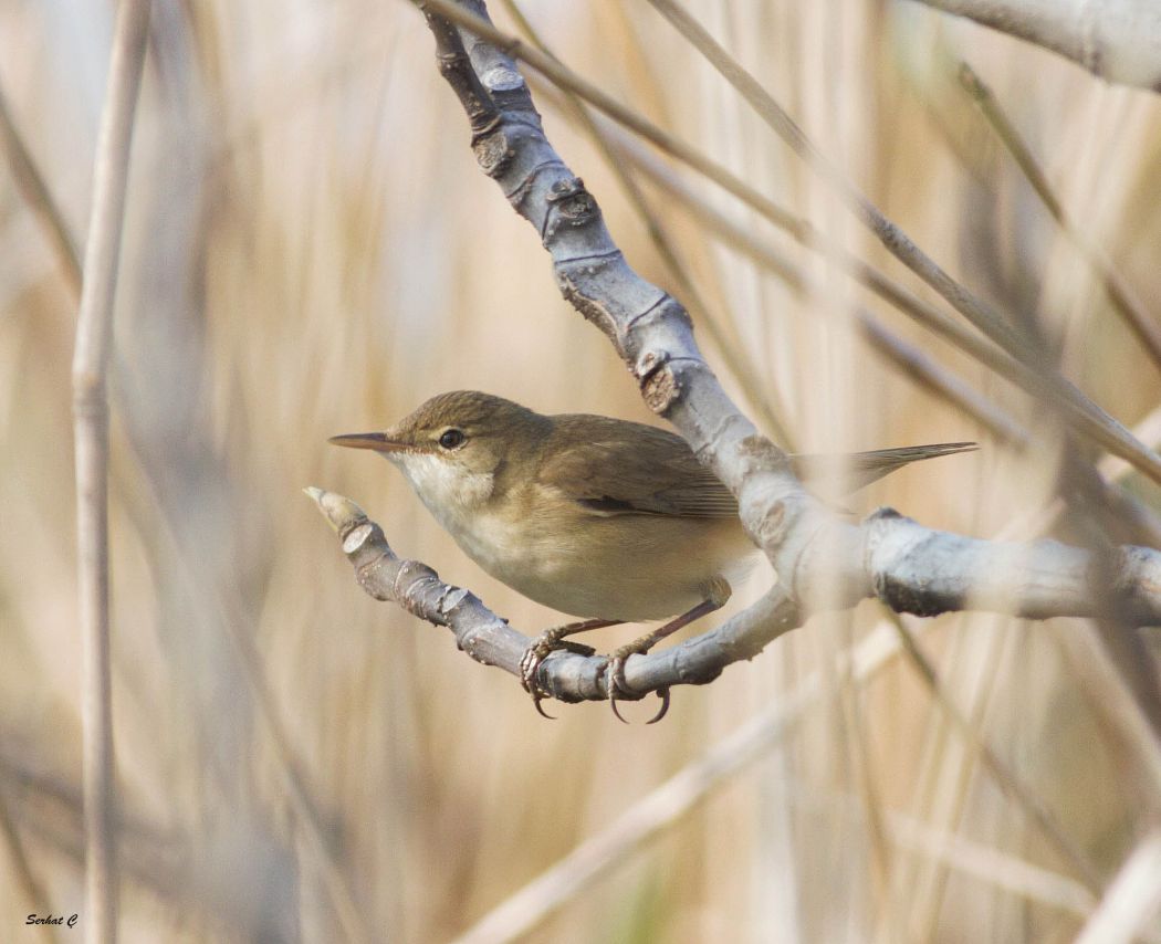 Common Reed Warbler