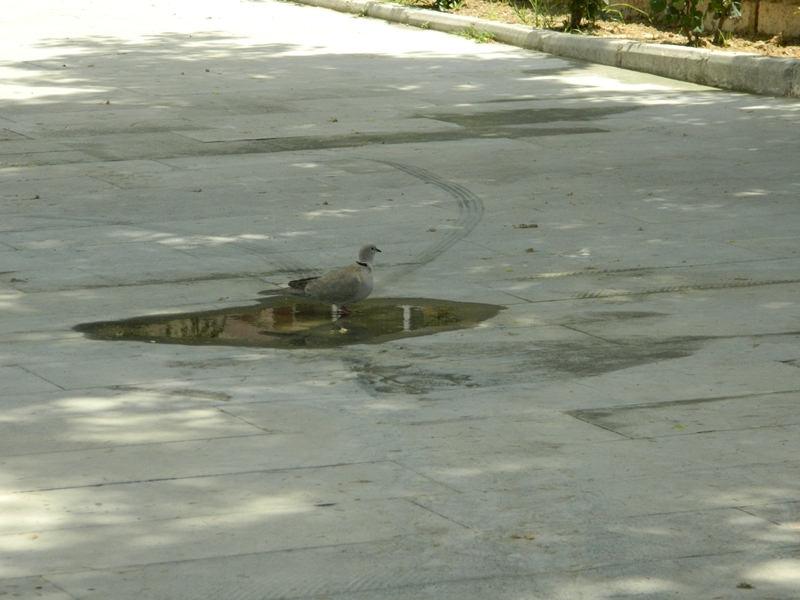 Eurasian Collared Dove