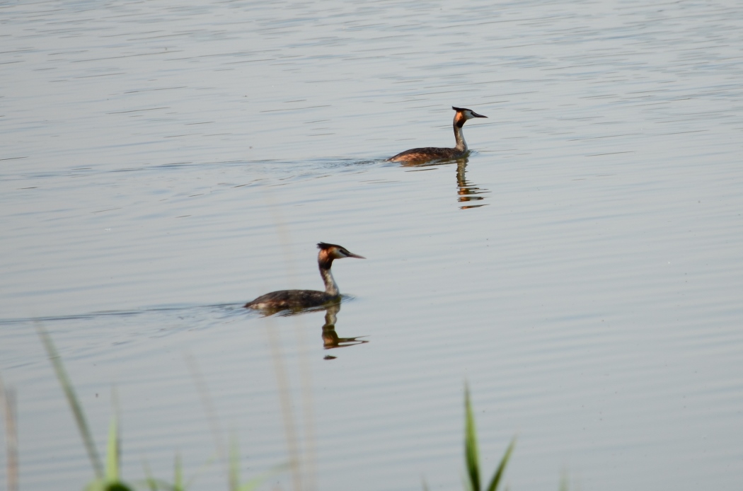 Great Crested Grebe