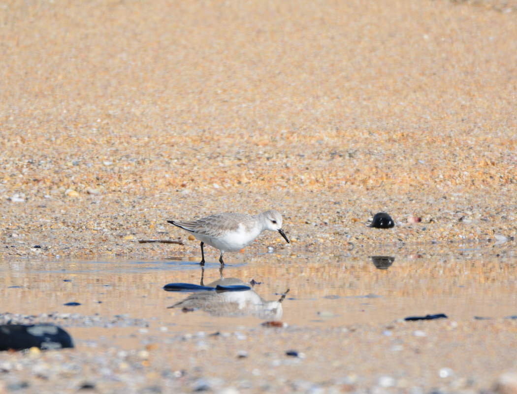 Sanderling