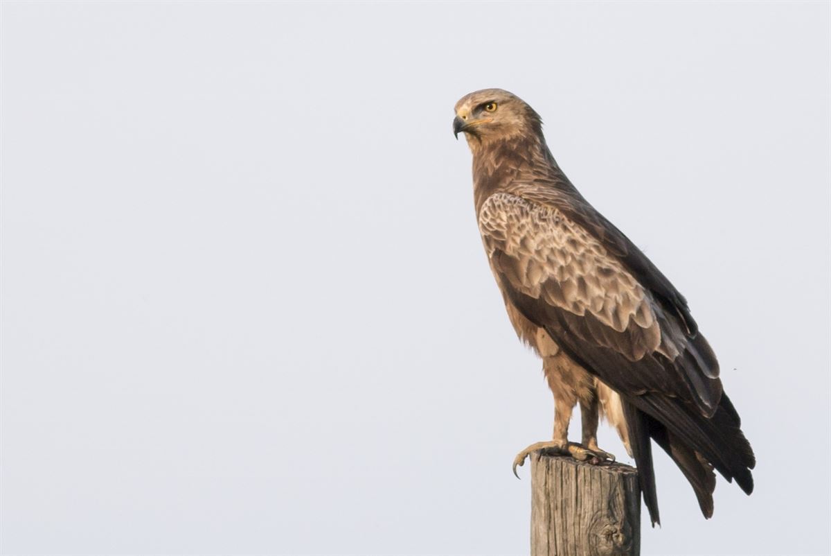 Lesser Spotted Eagle