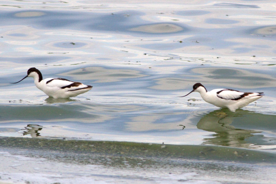 Pied Avocet