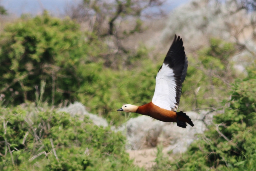 Ruddy Shelduck