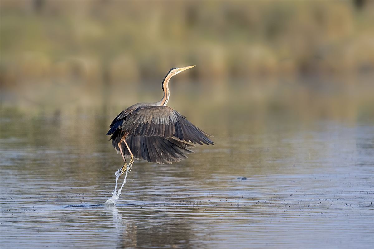 Purple Heron